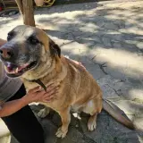 Adopta a Ianca