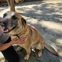 Adopta a Ianca