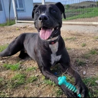 Adopta a Rumba