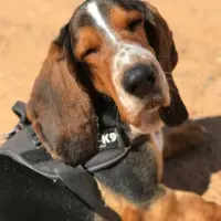 Adopta a Messi