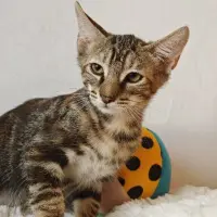 Adopta a Almendra