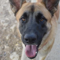 Adopta a Airon