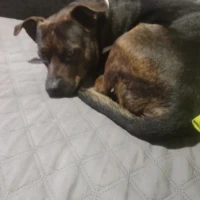 Adopta a Zeus