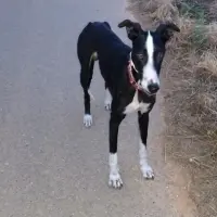 Adopta a Odi