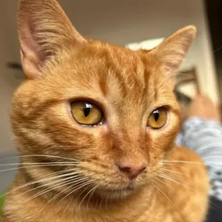 Gustavo