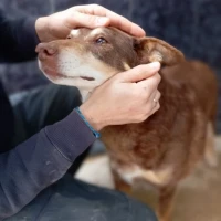 Adopta a Cary Perrito Tranquilo Y Súper Noble