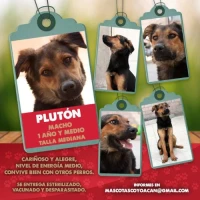 Adopta a Pluton.