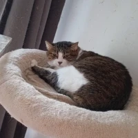 Adopta a Cacahuete