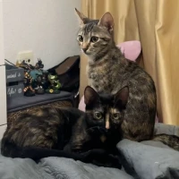 Adopta a Panterita Y Tigresa