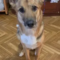 Adopta a Rees