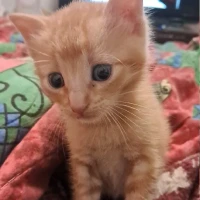 Adopta a Horus
