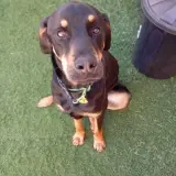 Adopta a Ron