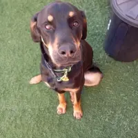 Adopta a Ron