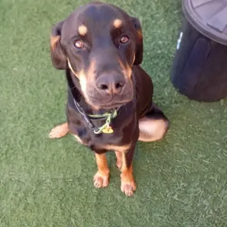 Ron