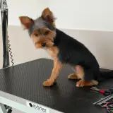 Adopta a Blue