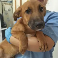 Adopta a Quito