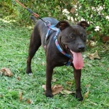 Adopta a Hera