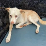 Adopta a Pau, Perrito En Adopción