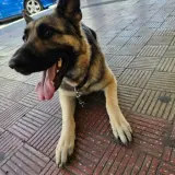 Adopta a Shena