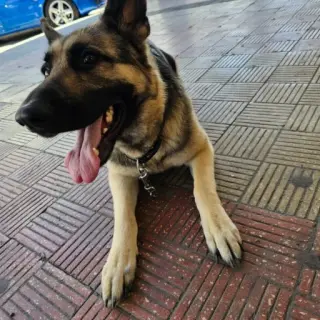 Shena