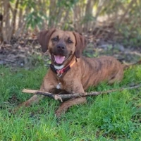 Adopta a Clea