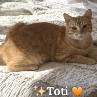 Adopta a Toti