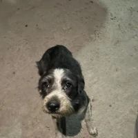 Adopta a Azula
