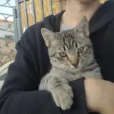Adopta a Obi