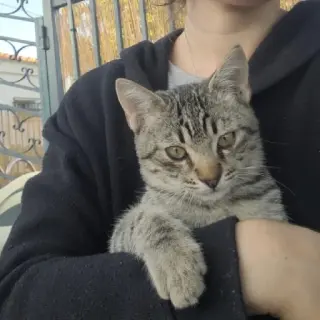 Obi