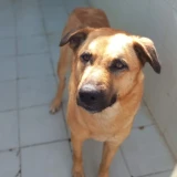 Adopta a Wimi