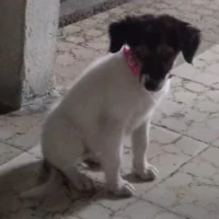 Adopta a Luna