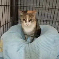 Adopta a Olivia