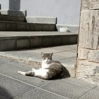 Cachorro Mimosa