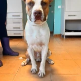 Adopta a Apolo