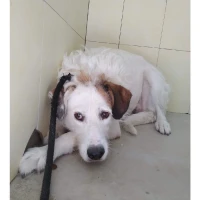 Adopta a Blanca