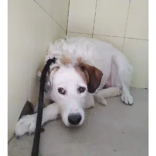 Blanca