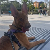 Adopta a Luna