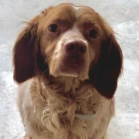 Adopta a Archie