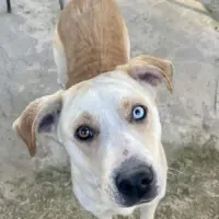 Adopta a Alaska