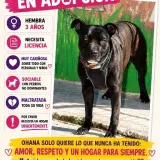 Adopta a Ohana