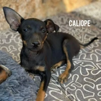 Adopta a Calíope