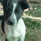 Adopta a Rosi