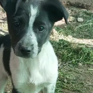 Rosi