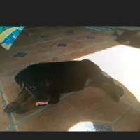 Adopta a Lana