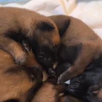 Adopta a Cachorro Malinois