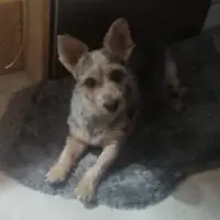 Adopta a Tula