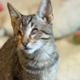Adopta a Halley