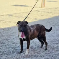 Adopta a Tiger