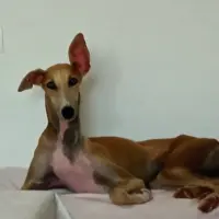 Adopta a Canela