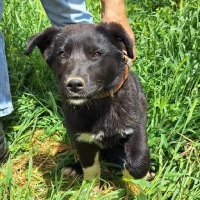 Adopta a Blasco